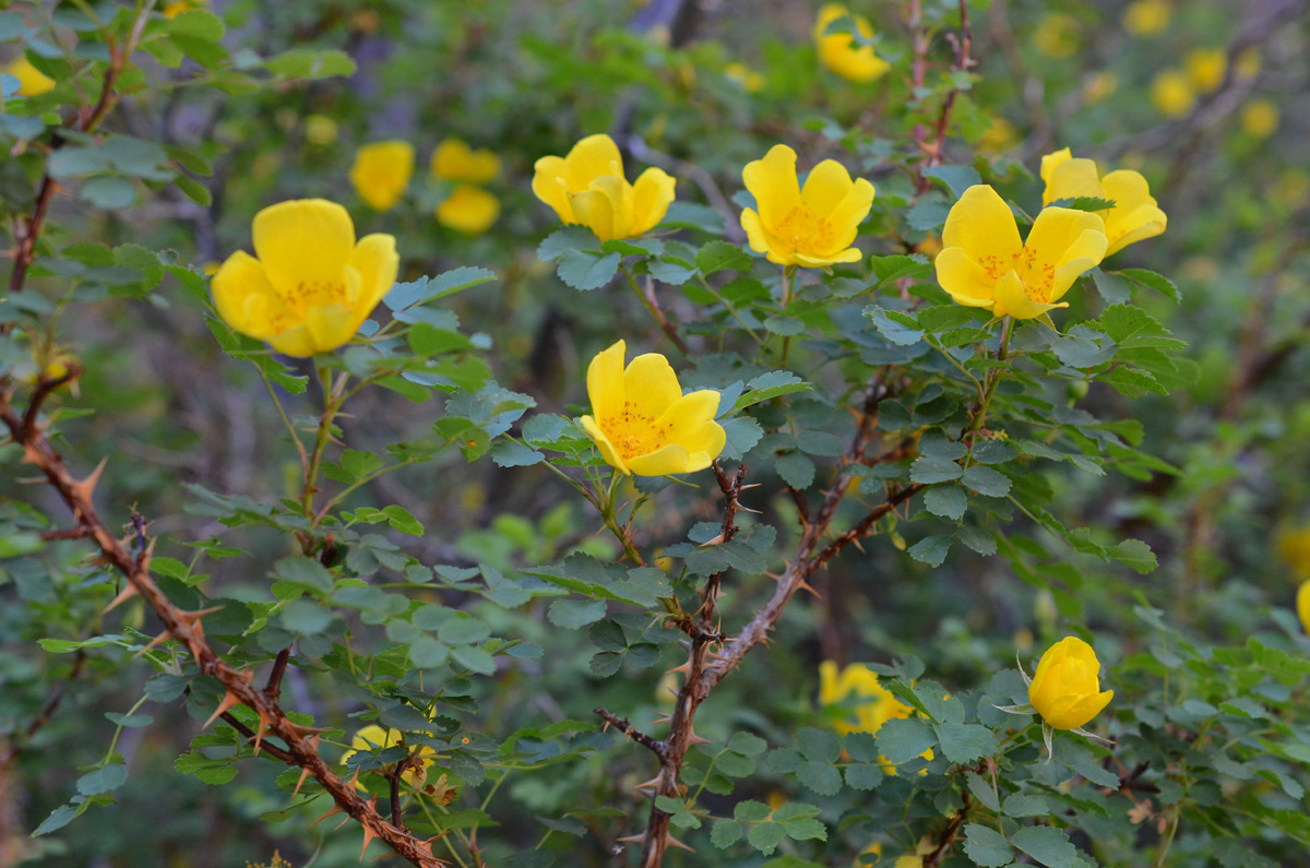 Изображение особи Rosa platyacantha.