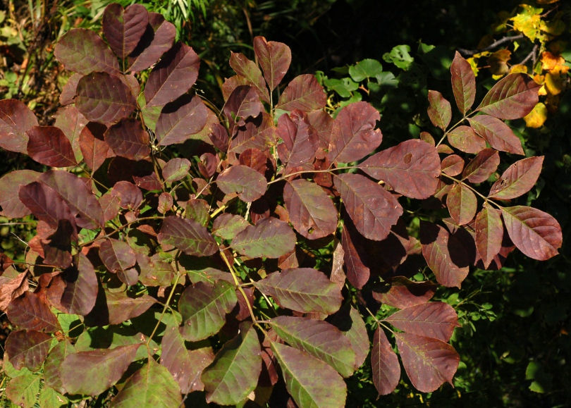 Image of Fraxinus rhynchophylla specimen.