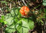 Rubus chamaemorus. Верхушка побега с плодом. Якутия (Саха), Нерюнгинский р-н, окр. пос. Чульман, болото около ж.-д. моста. 14.07.2012.