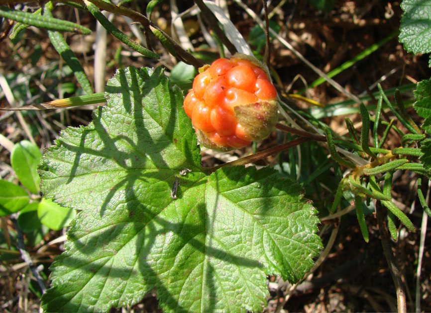 Изображение особи Rubus chamaemorus.