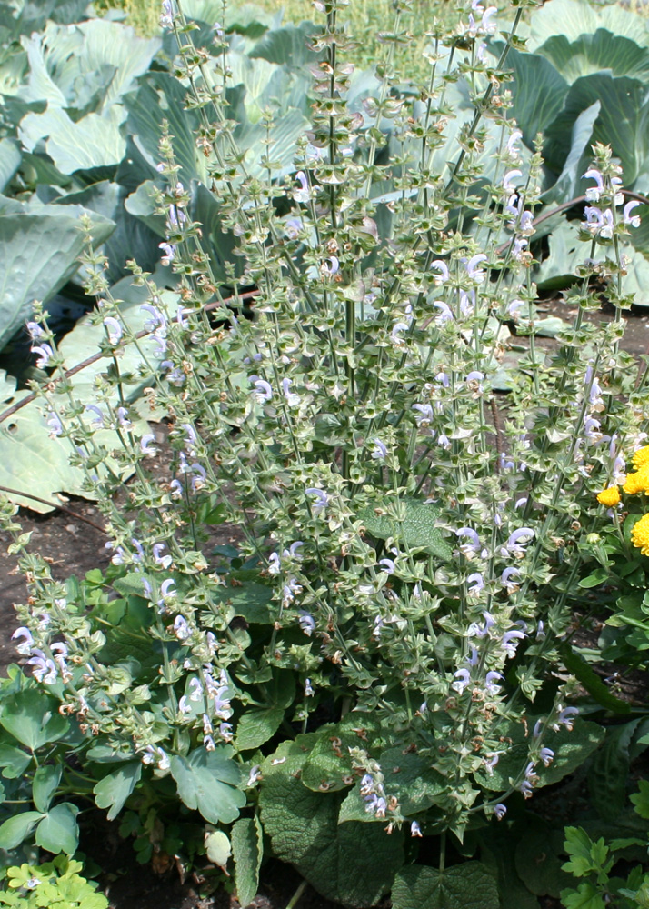 Image of Salvia sclarea specimen.