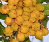 Cupaniopsis anacardioides