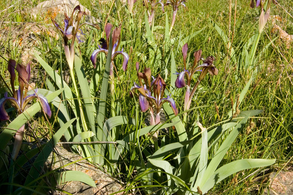 Изображение особи Iris glaucescens.