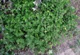 Kummerowia stipulacea
