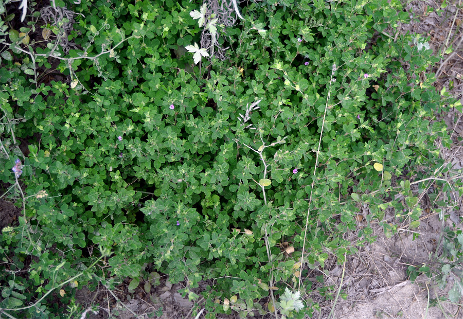 Image of Kummerowia stipulacea specimen.