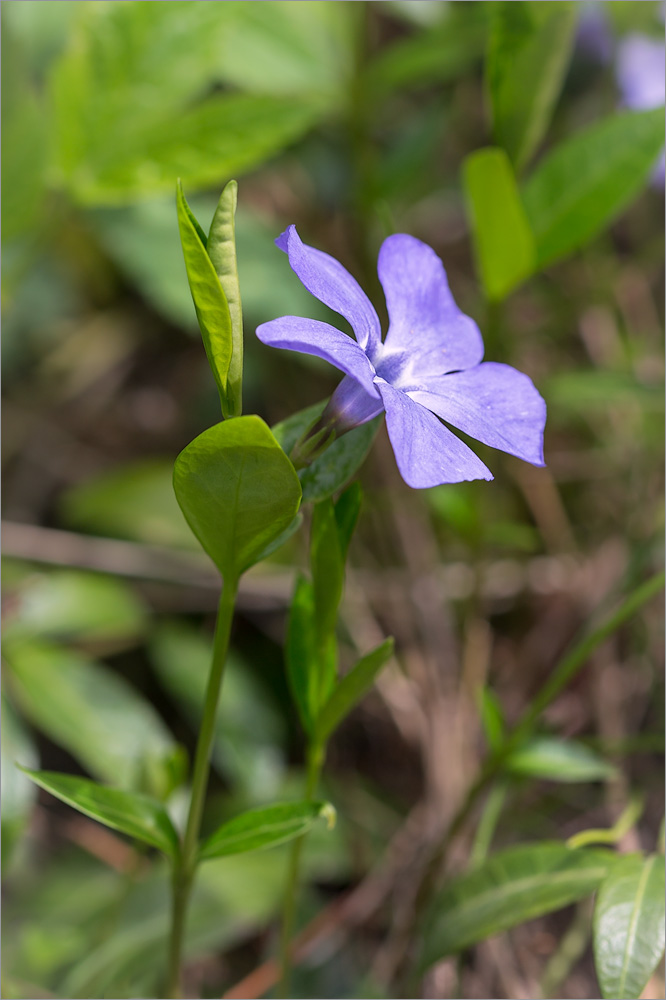 Image of Vinca minor specimen.