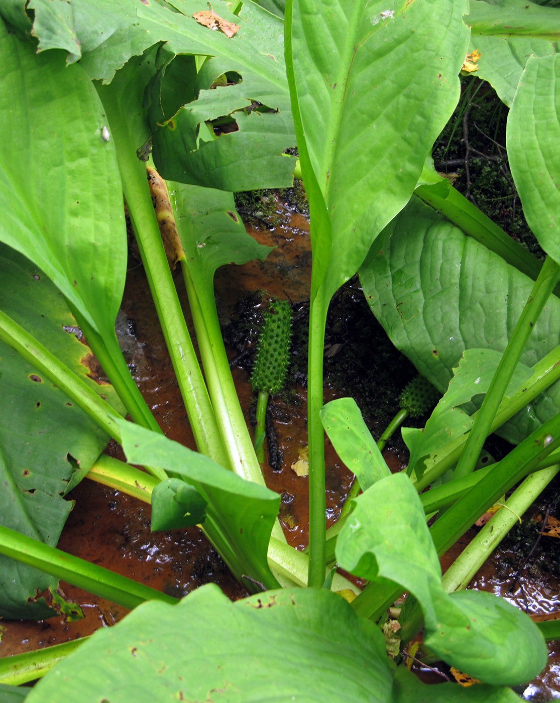 Image of Lysichiton camtschatcensis specimen.