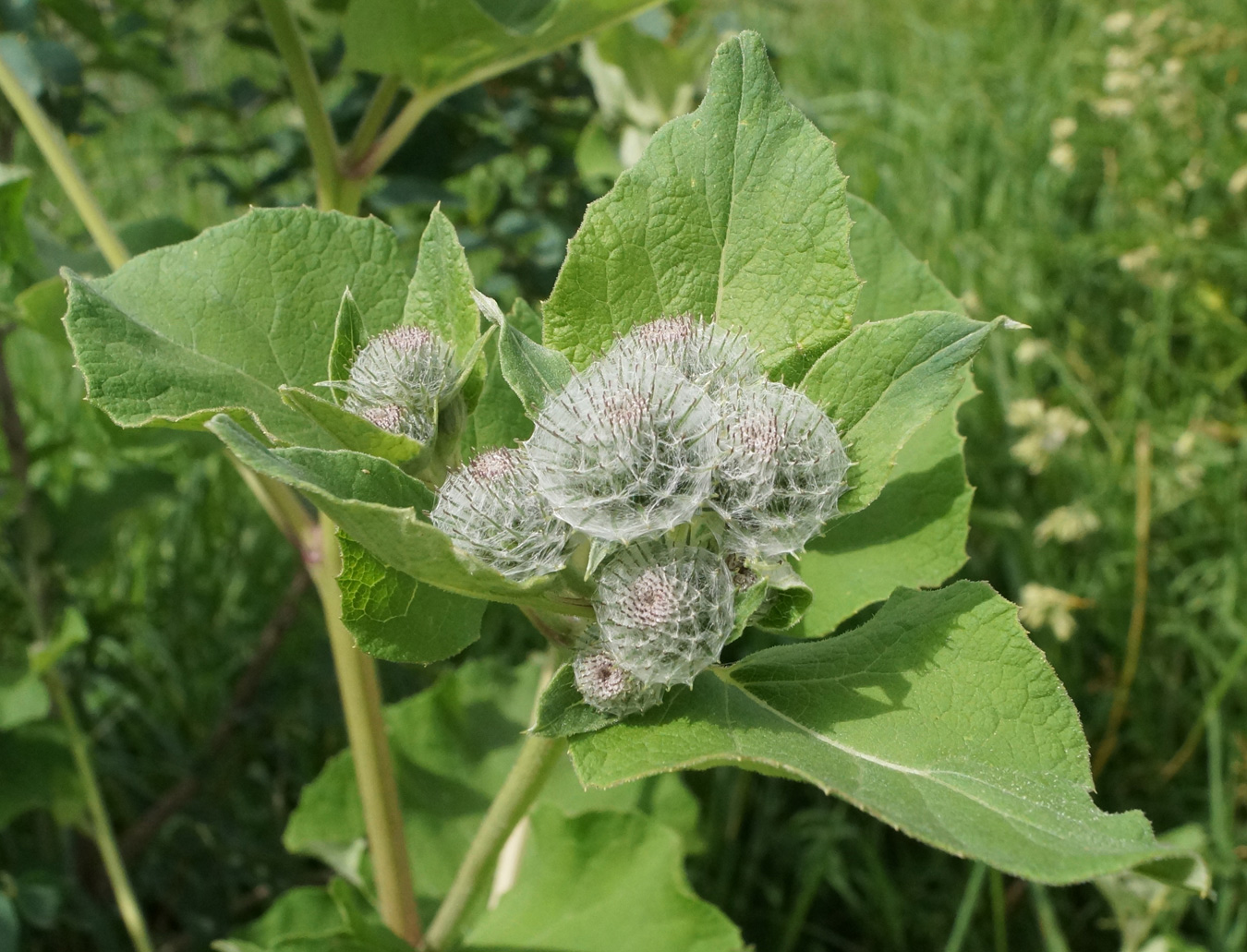 Image of Arctium tomentosum specimen.