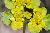 Chrysosplenium alternifolium. Соцветие. Санкт-Петербург, Старый Петергоф, парк \"Сергиевка\", газон. 25.04.2015.