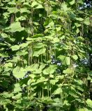 Catalpa ovata