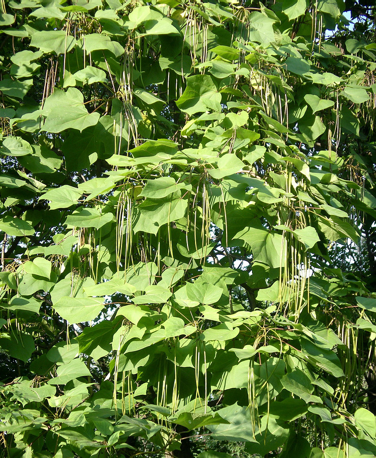 Image of Catalpa ovata specimen.