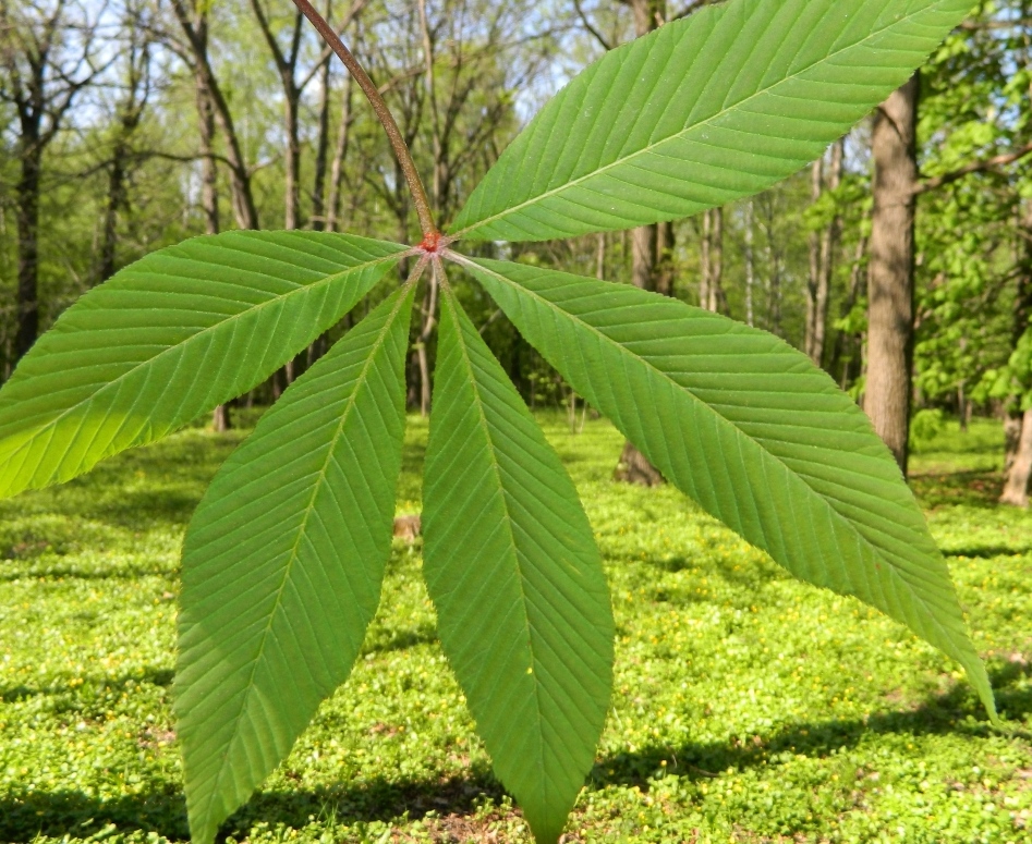 Image of Aesculus glabra specimen.