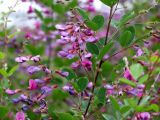 Lespedeza bicolor