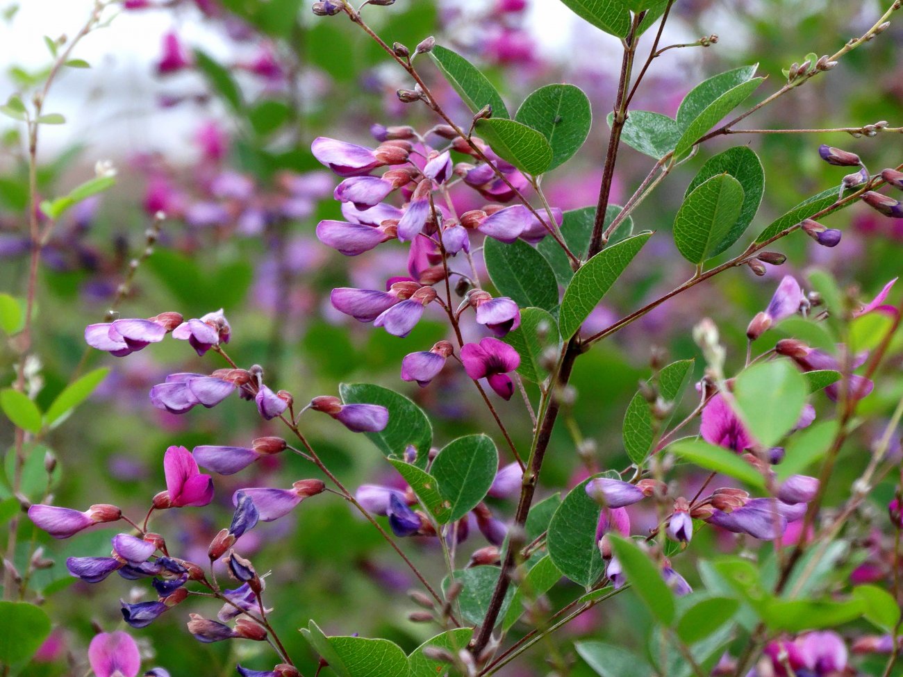 Изображение особи Lespedeza bicolor.