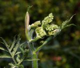 Heracleum sibiricum