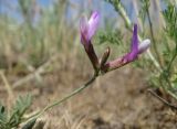 Astragalus stenoceras