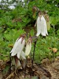 Campanula punctata