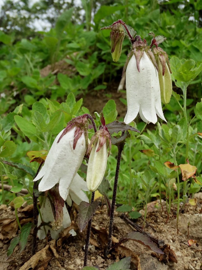 Изображение особи Campanula punctata.