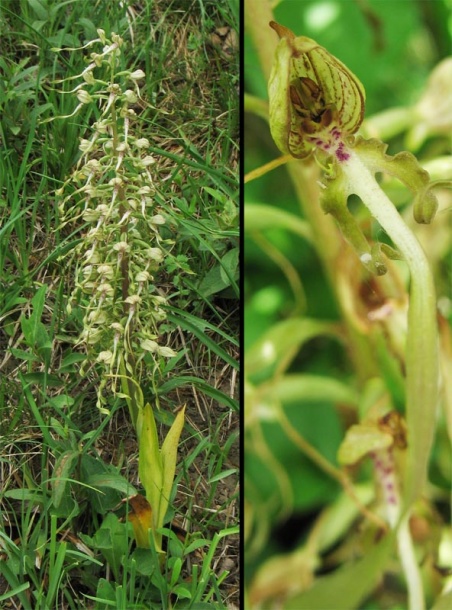 Изображение особи Himantoglossum hircinum.