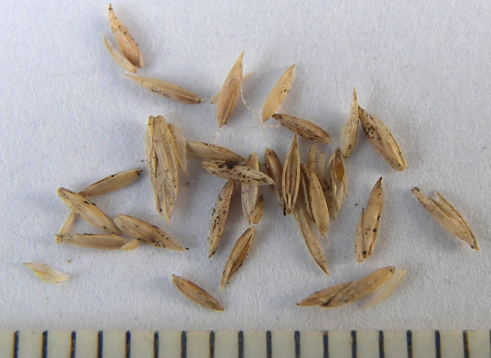 Изображение особи Festuca pratensis.