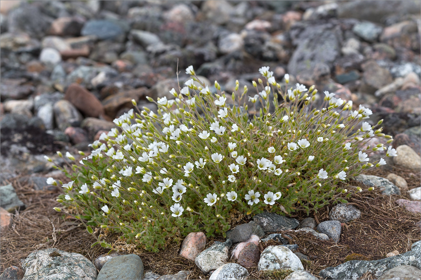 Изображение особи Cerastium alpinum.