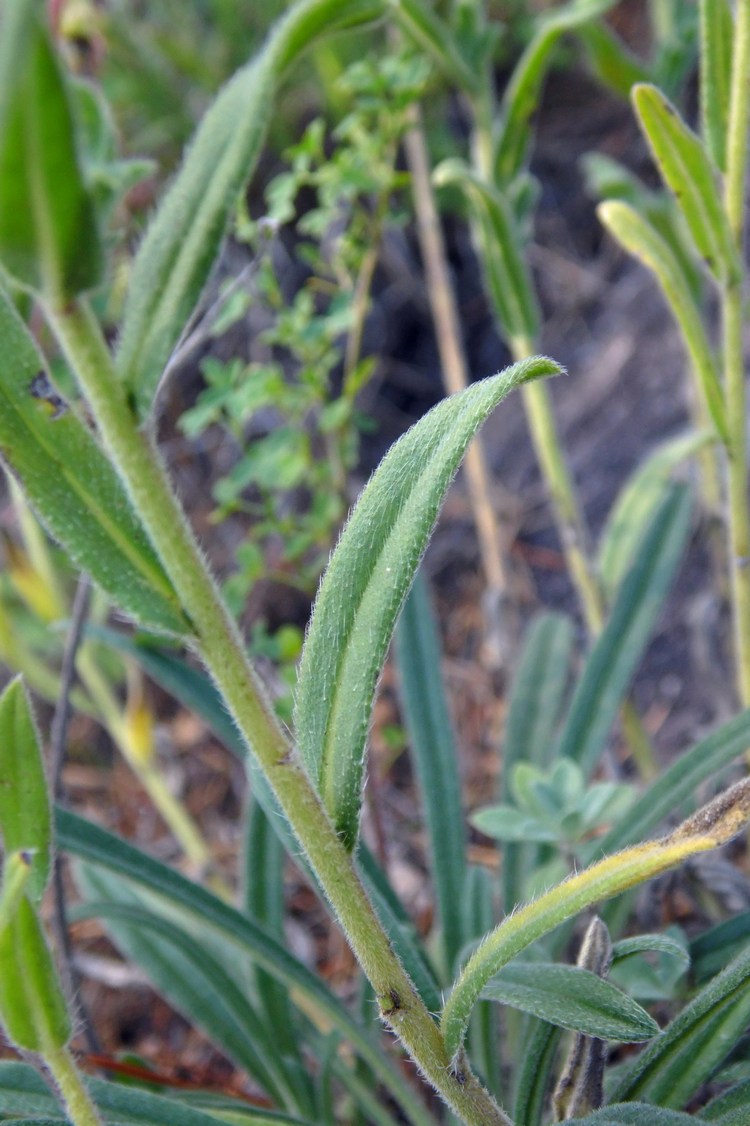 Изображение особи Onosma caucasica.