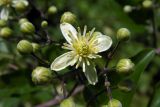 Clematis vitalba