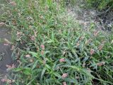 Persicaria maculosa