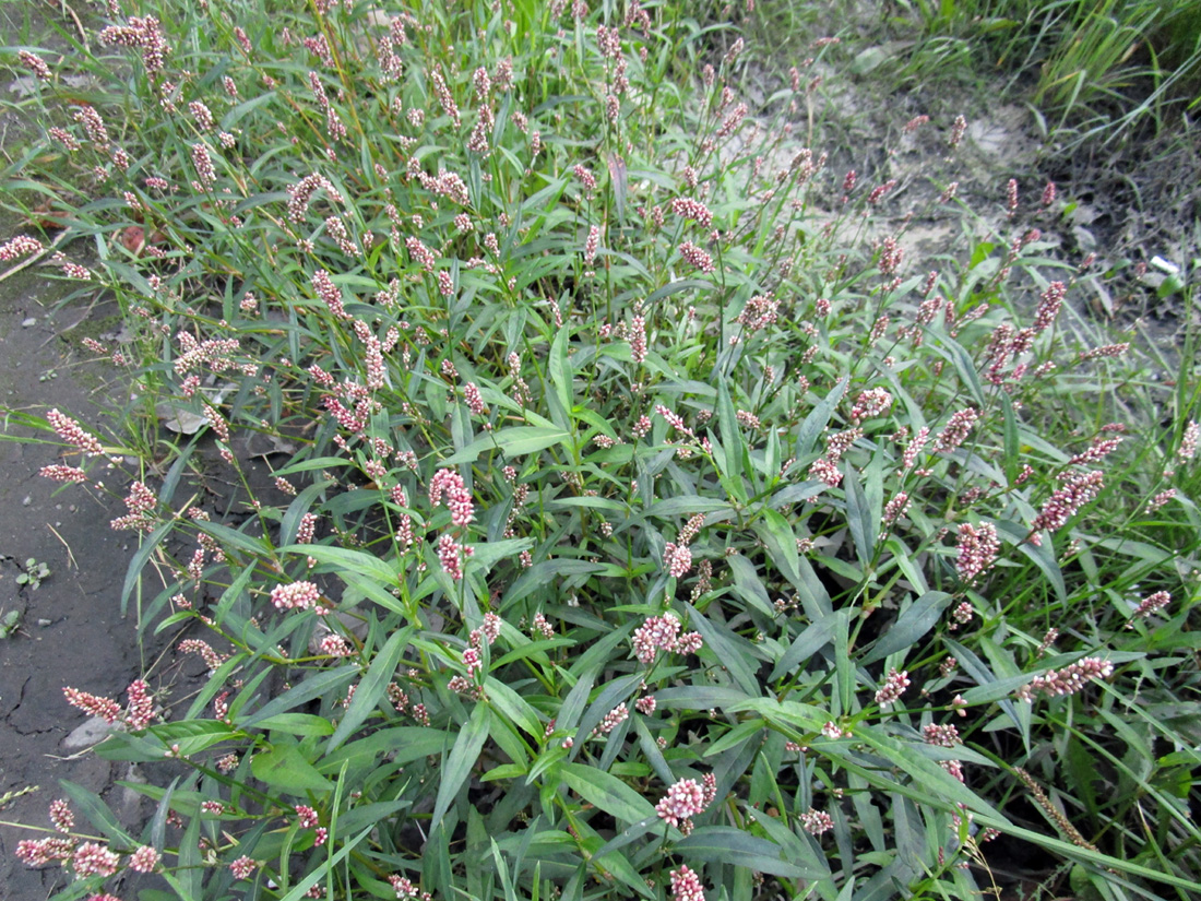 Image of Persicaria maculosa specimen.