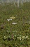 Ligusticum scoticum