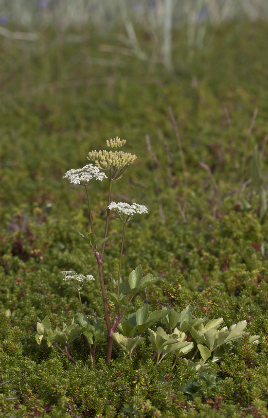 Image of Ligusticum scoticum specimen.