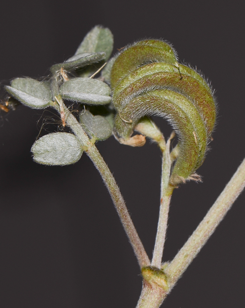 Изображение особи Astragalus arpilobus.