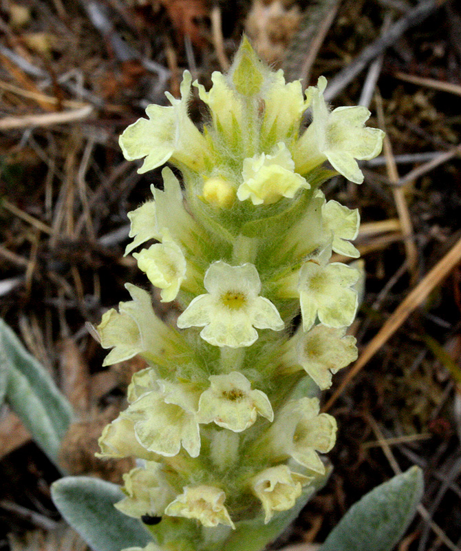 Изображение особи Sideritis catillaris.