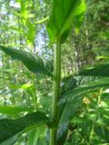 Cirsium serratuloides