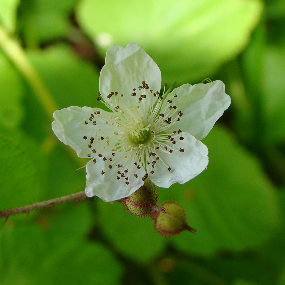 Изображение особи Rubus caesius.