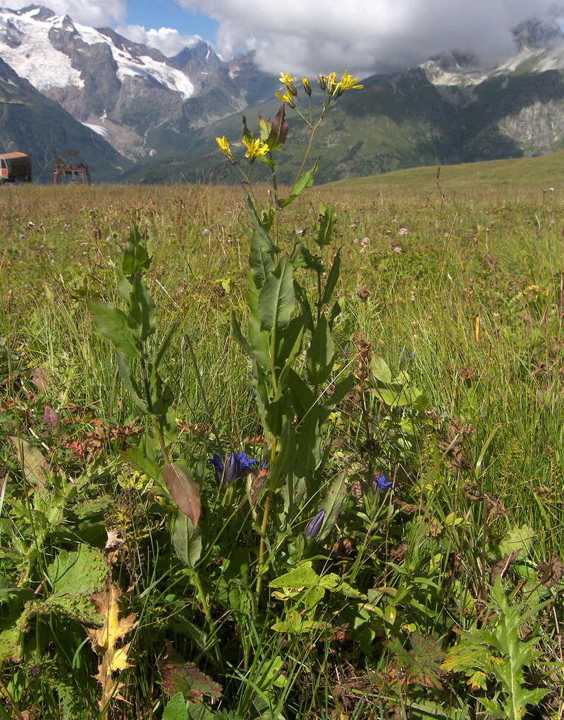 Image of Hieracium leptoprenanthes specimen.