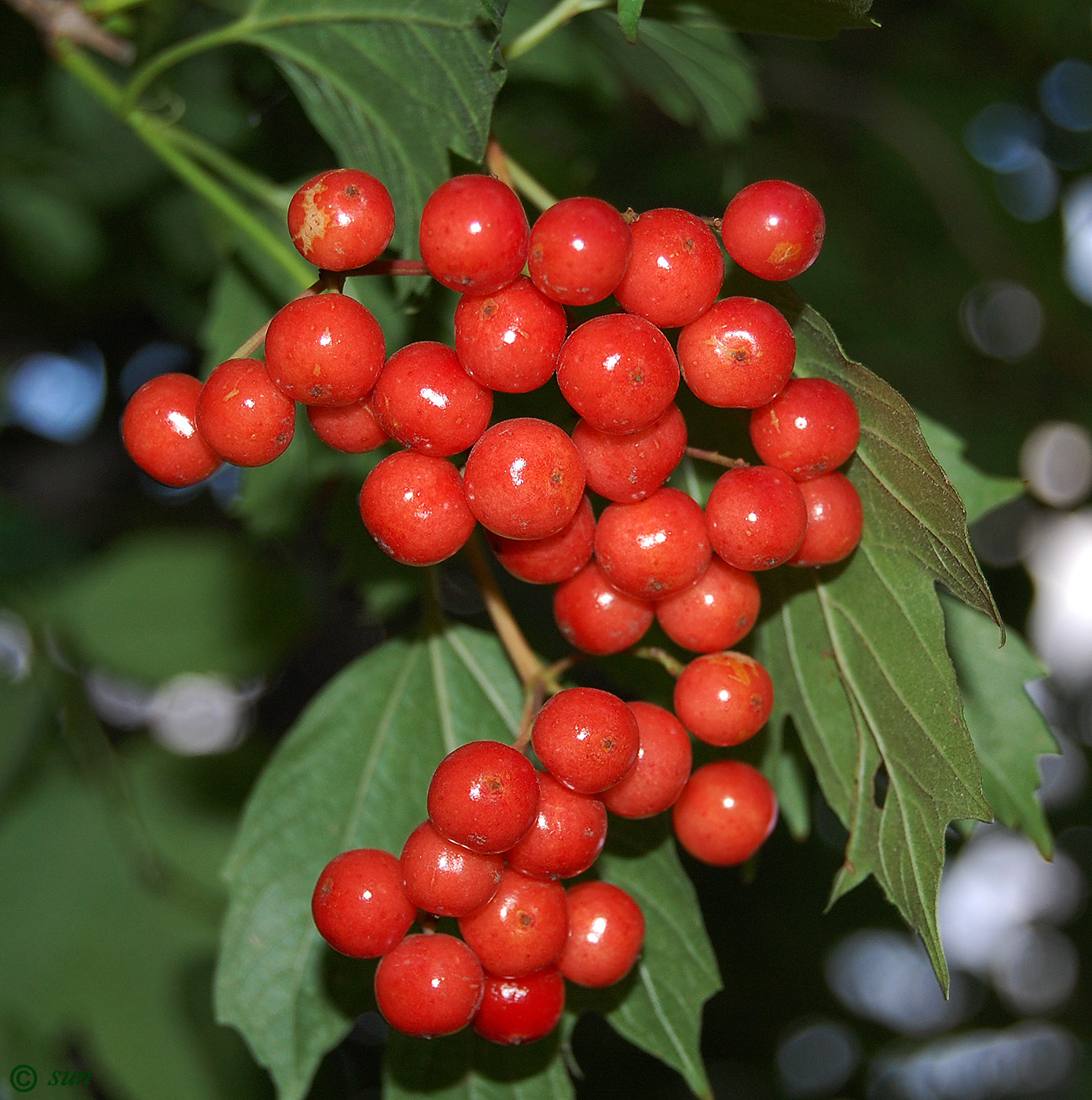 Image of Viburnum opulus specimen.
