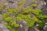 genus Picea. Вегетирующее стелющееся растение в сообществе с Empetrum (справа). Исландия, окр. г. Кефлавик, вершина прибрежной скалы. 31.07.2016.