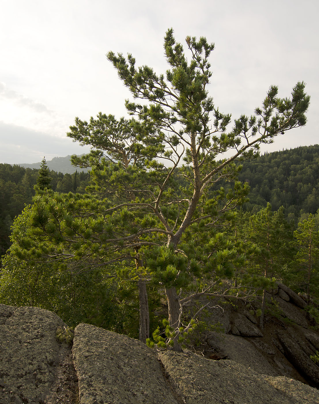 Изображение особи Pinus sylvestris.