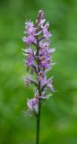 Dactylorhiza fuchsii. Соцветие. Республика Алтай, Шебалинский р-н, окр. с. Камлак, правый борт долины р. Сема, сосновый лес. 25.06.2016.