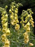 Digitalis grandiflora. Верхушки цветущих растений. Москва, ботанический сад МГУ на Воробьевых Горах, в культуре.