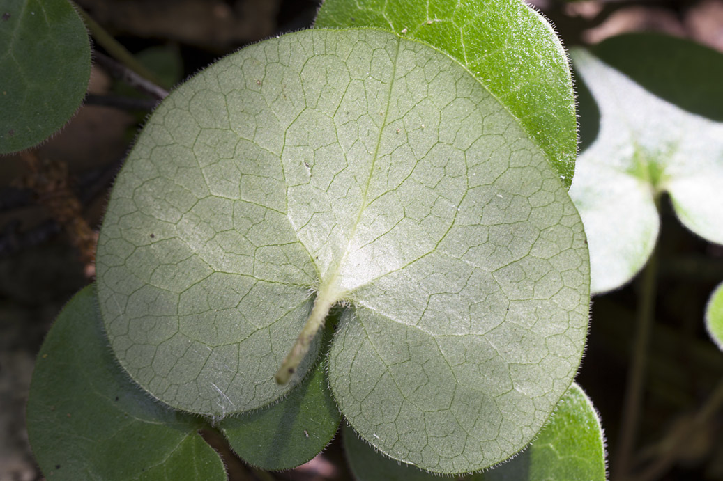 Изображение особи Asarum europaeum.