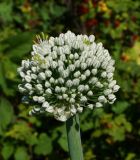 Allium cepa. Соцветие с единичными раскрывшимися цветками. Восточный Казахстан, Уланский р-н, с. Украинка, дачный участок. 12.07.2016.