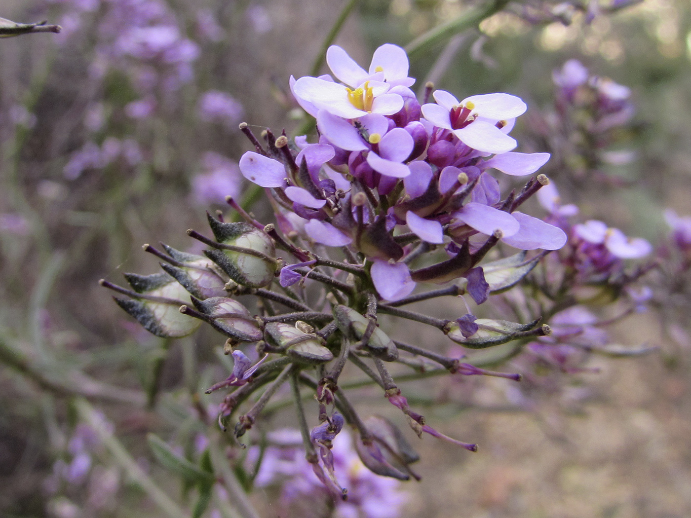 Изображение особи Iberis linifolia.