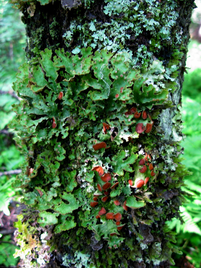 Image of Dendriscosticta gelida specimen.