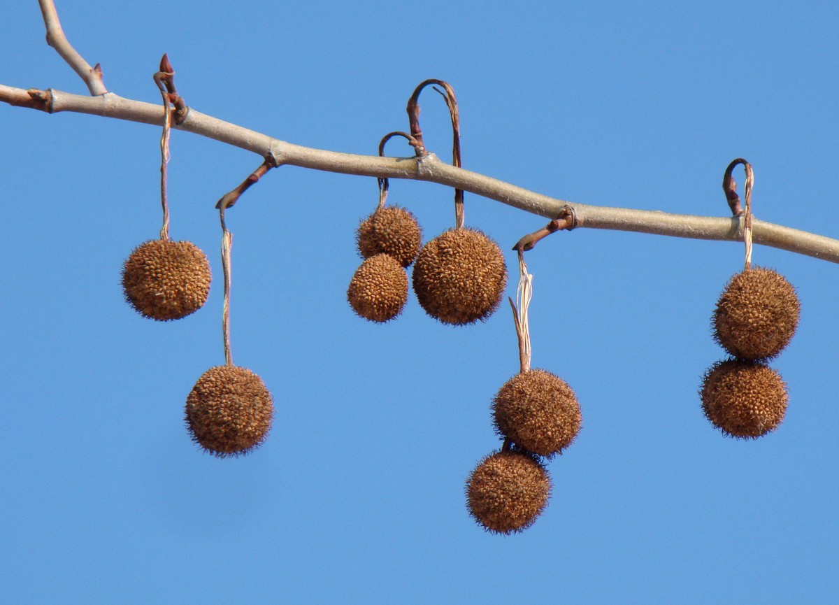 Image of Platanus &times; acerifolia specimen.