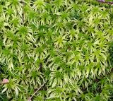 Sphagnum