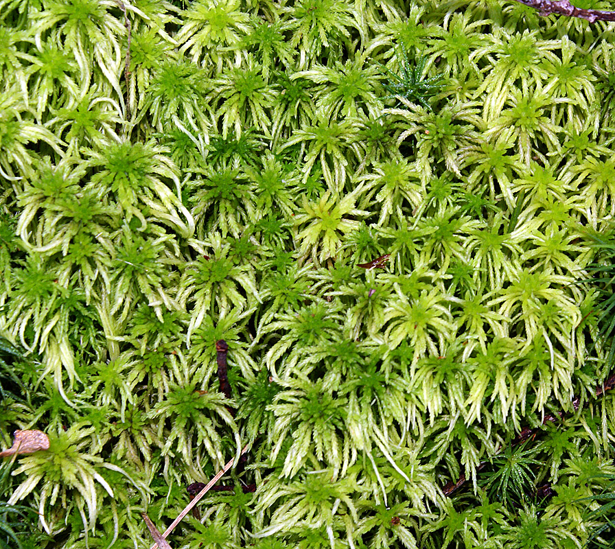 Image of genus Sphagnum specimen.