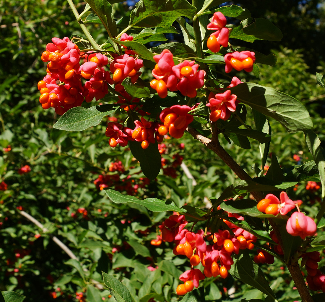 Изображение особи Euonymus europaeus.
