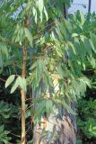 Eucalyptus camaldulensis. Часть веточки. Италия, регион Лацио, провинция Риети (Rieti), г. Мальяно-Сабина (Magliano-Sabina), в культуре. 7 сентября 2014 г.